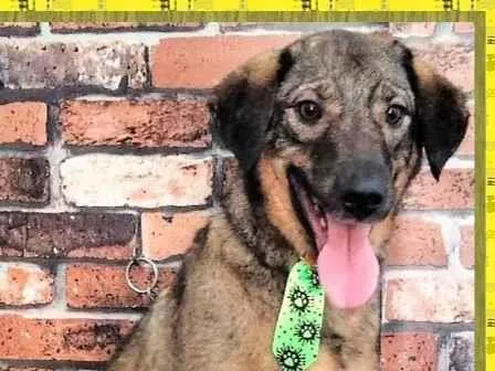 Cachorro ra a SRD-ViraLata idade 2 anos nome Vítor