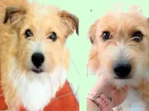 Cachorro raça SRD-ViraLata idade 1 ano nome Timóteo