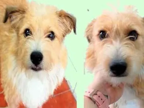Cachorro ra a SRD-ViraLata idade 1 ano nome Timóteo