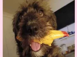 Cachorro raça SRD-ViraLata idade 4 anos nome Vicky