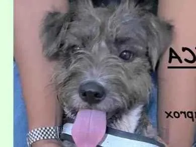Cachorro ra a SRD-ViraLata idade 1 ano nome Sapeca