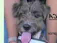 Sapeca