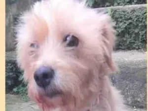 Cachorro raça SRD-ViraLata idade 6 ou mais anos nome Meggie