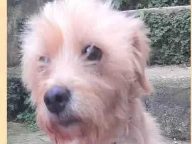 Cachorro ra a SRD-ViraLata idade 6 ou mais anos nome Meggie