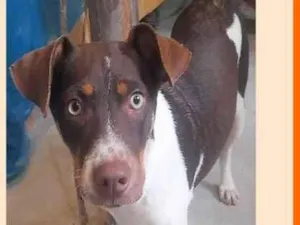 Cachorro raça SRD-ViraLata idade 1 ano nome Melissa