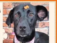 Cachorro raça SRD-ViraLata idade 2 anos nome Pedrita