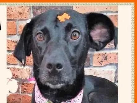 Cachorro ra a SRD-ViraLata idade 2 anos nome Pedrita
