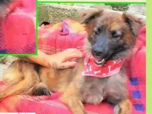 Cachorro raça SRD-ViraLata idade 7 a 11 meses nome Castanho