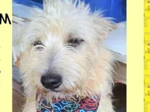 Cachorro raça SRD-ViraLata idade 1 ano nome Marrone