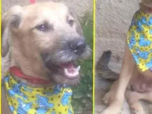 Cachorro raça SRD-ViraLata idade 7 a 11 meses nome Astor