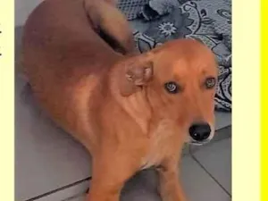 Cachorro raça SRD-ViraLata idade 1 ano nome Dina