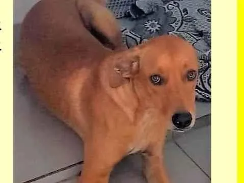 Cachorro ra a SRD-ViraLata idade 1 ano nome Dina