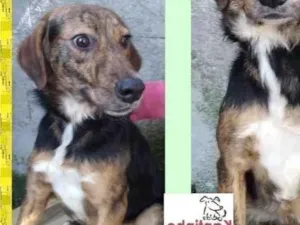 Cachorro raça SRD-ViraLata idade 2 anos nome Pintadinha