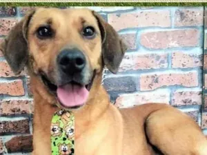Cachorro raça SRD-ViraLata idade 2 anos nome Pingo