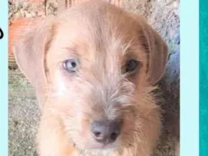 Cachorro raça SRD-ViraLata idade 2 a 6 meses nome Chuvisco
