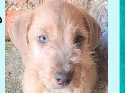 Cachorro ra a SRD-ViraLata idade 2 a 6 meses nome Chuvisco