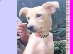 Cachorro raça SRD-ViraLata idade 2 a 6 meses nome Sheila