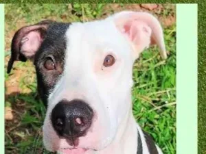 Cachorro raça SRD-ViraLata idade 7 a 11 meses nome Pirata