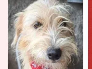 Cachorro raça SRD-ViraLata idade 1 ano nome Amora