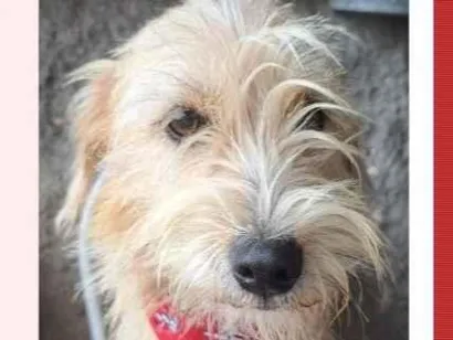 Cachorro raça SRD-ViraLata idade 1 ano nome Amora