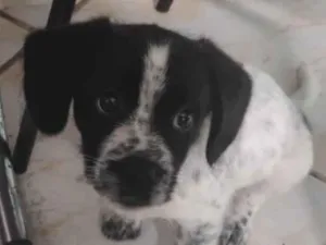 Cachorro raça SRD-ViraLata idade 2 a 6 meses nome Flora