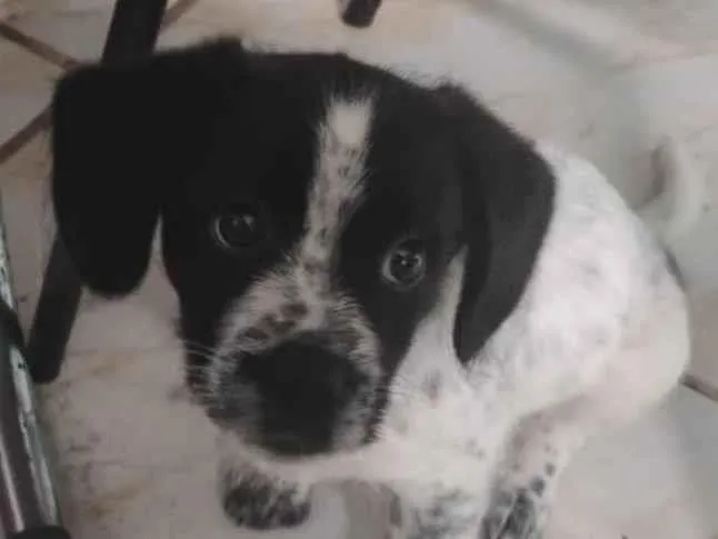 Cachorro ra a SRD-ViraLata idade 2 a 6 meses nome Flora
