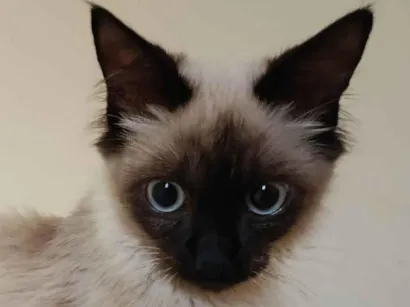 Gato raça Siamês idade 2 a 6 meses nome Sem nome