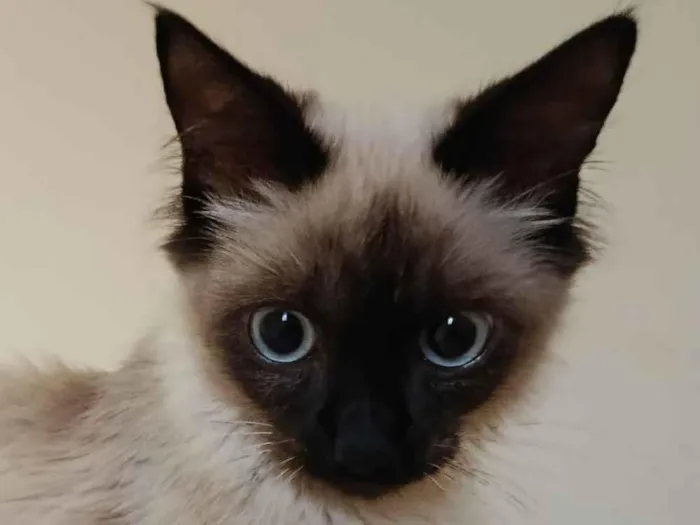 Gato ra a Siamês idade 2 a 6 meses nome Sem nome
