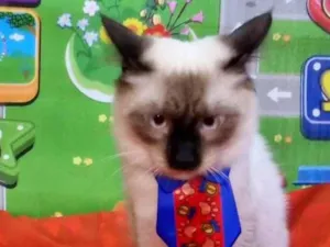 Gato raça SRD-ViraLata idade 7 a 11 meses nome Nando