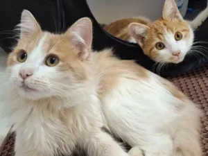 Gato raça SRD-ViraLata idade 7 a 11 meses nome Pedro e Mandioca