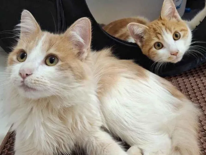 Gato ra a SRD-ViraLata idade 7 a 11 meses nome Pedro e Mandioca
