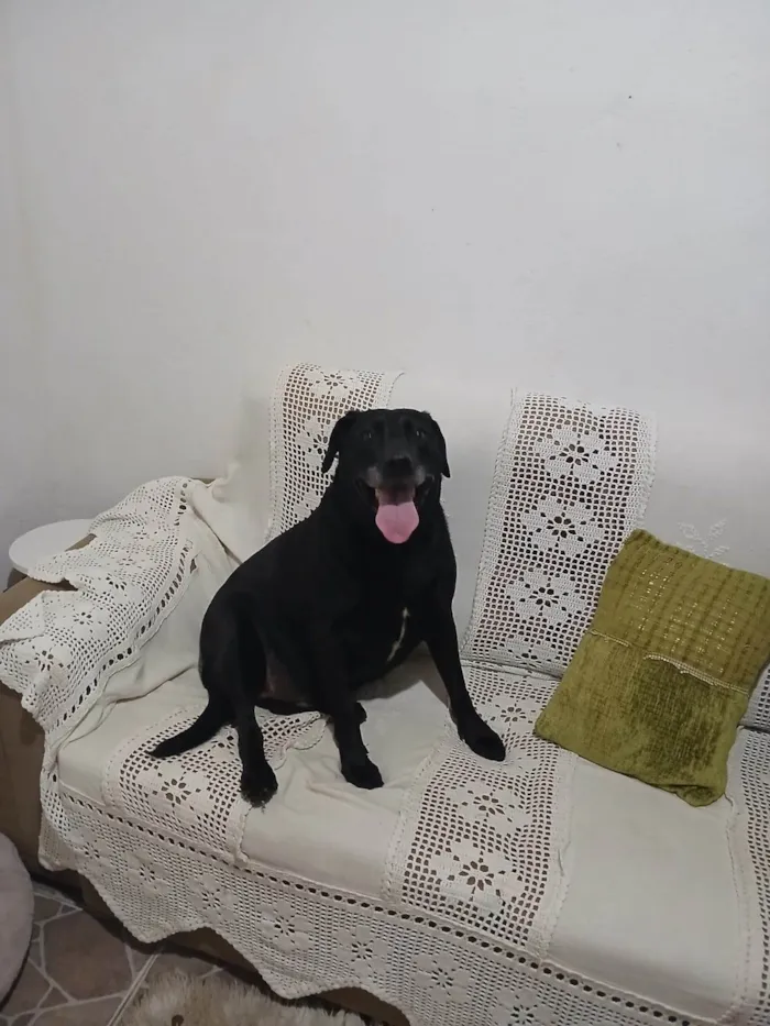 Cachorro ra a Labrador idade 4 anos nome Betoven 