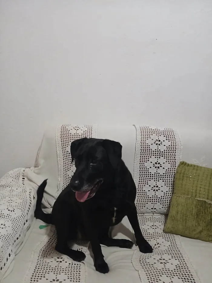 Cachorro ra a Labrador idade 4 anos nome Betoven 