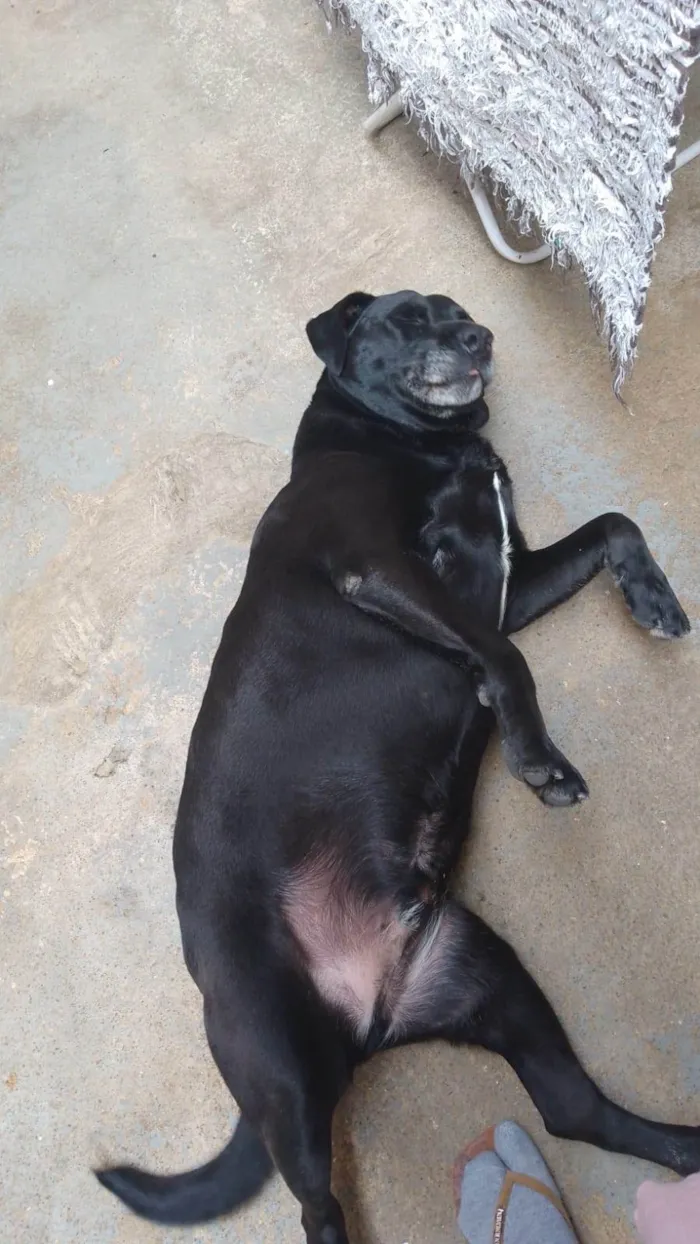 Cachorro ra a Labrador idade 4 anos nome Betoven 