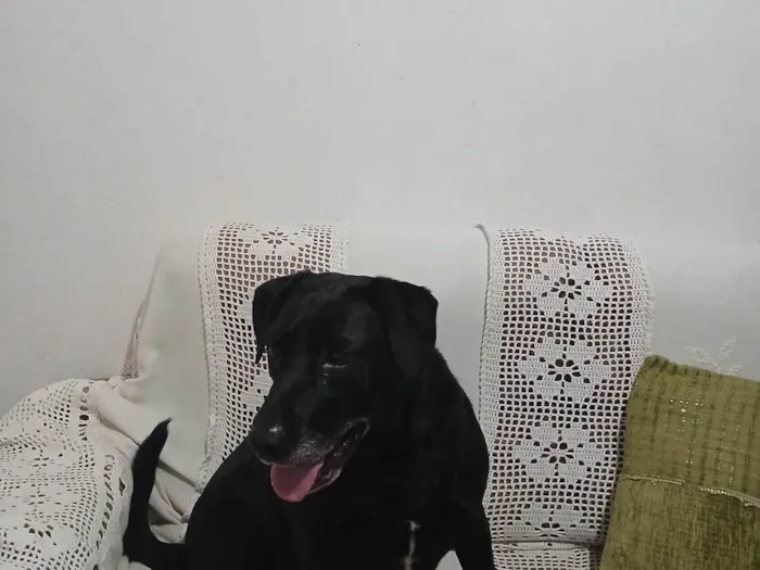 Cachorro ra a Labrador idade 4 anos nome Betoven 