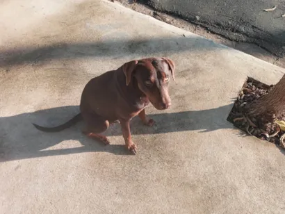 Cachorro raça SRD-ViraLata idade 2 anos nome Cacau