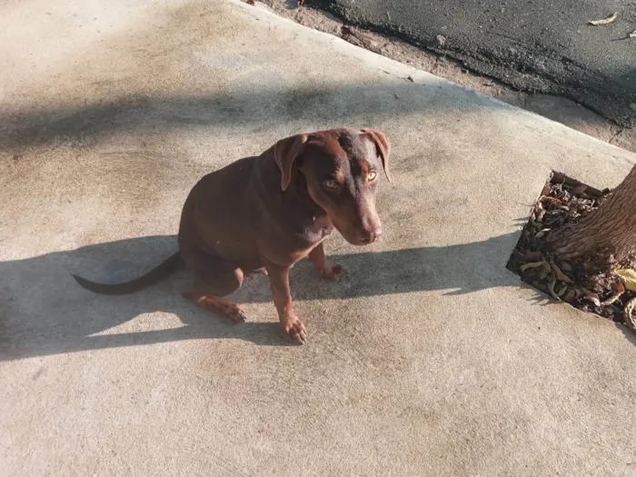 Cachorro ra a SRD-ViraLata idade 2 anos nome Cacau