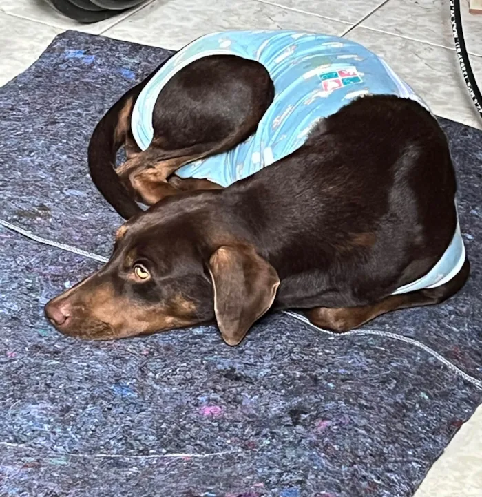 Cachorro ra a SRD-ViraLata idade 2 anos nome Cacau