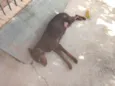 Cacau