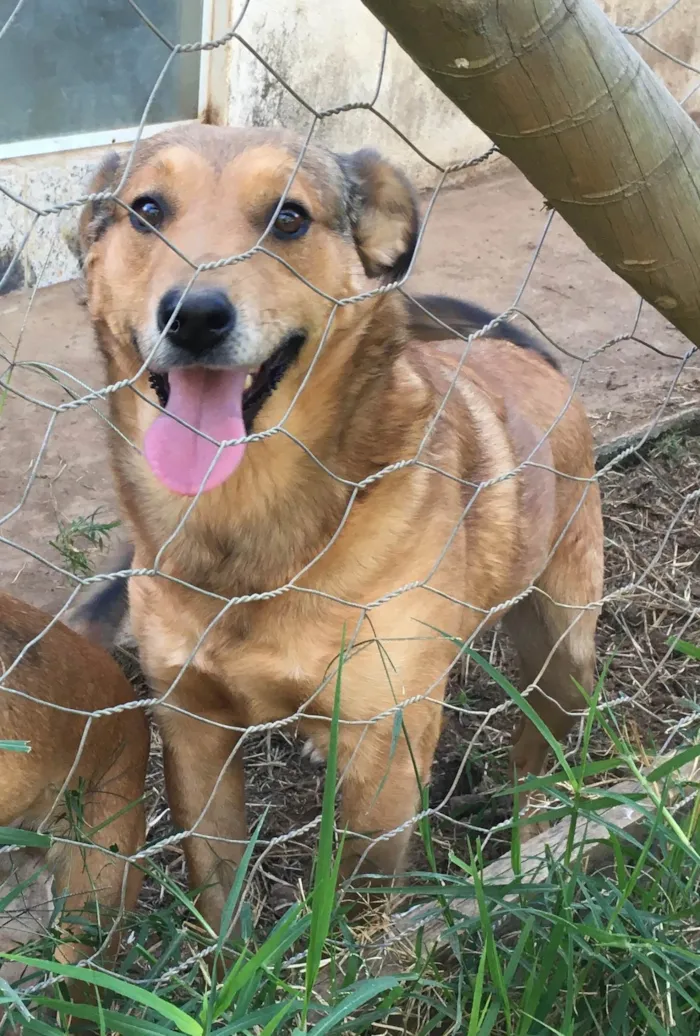 Cachorro ra a SRD-ViraLata idade 2 anos nome Tatu