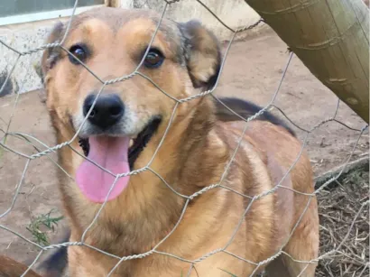 Cachorro raça SRD-ViraLata idade 2 anos nome Tatu