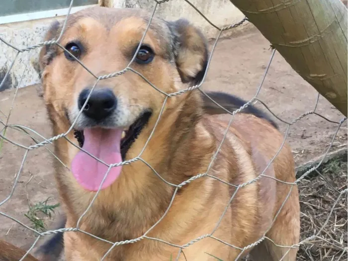 Cachorro ra a SRD-ViraLata idade 2 anos nome Tatu