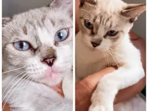 Gato raça SRD-ViraLata idade 2 a 6 meses nome Nina (castrada e vermifugada)