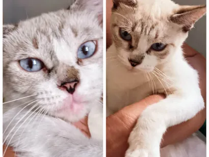 Gato raça SRD-ViraLata idade 2 a 6 meses nome Nina (castrada e vermifugada)