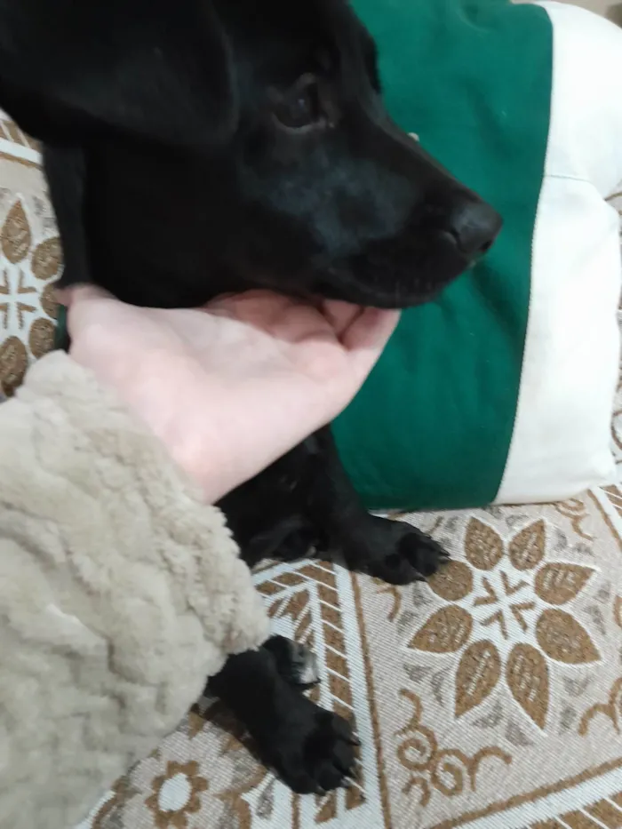 Cachorro ra a SRD-ViraLata idade 2 a 6 meses nome Filhote 