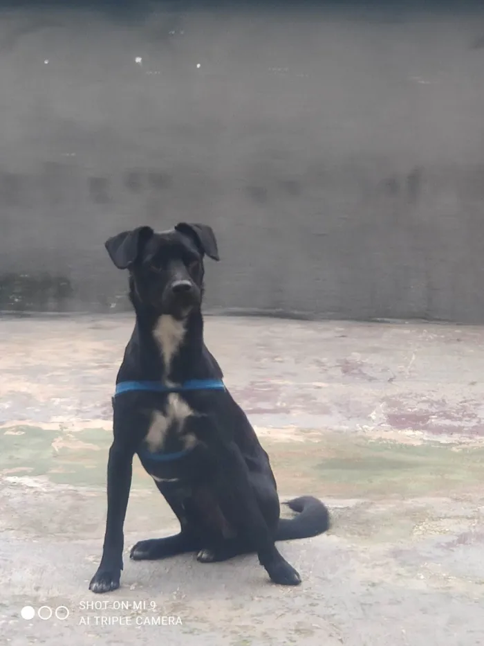 Cachorro ra a SRD-ViraLata idade 2 anos nome Pretinho