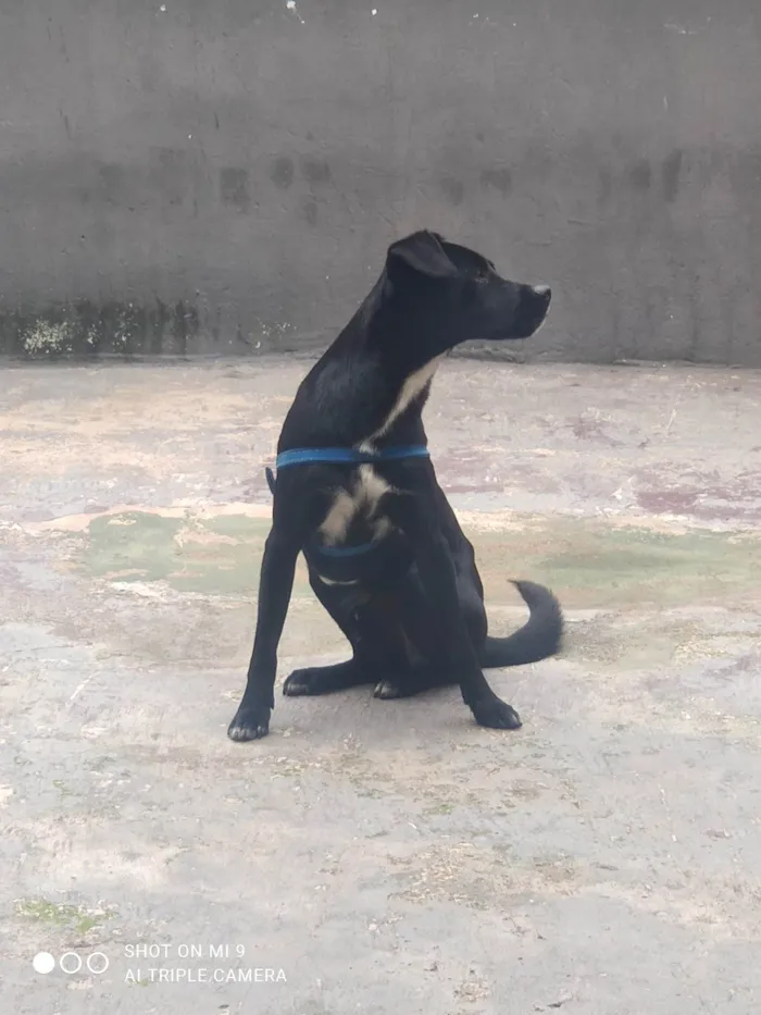Cachorro ra a SRD-ViraLata idade 2 anos nome Pretinho