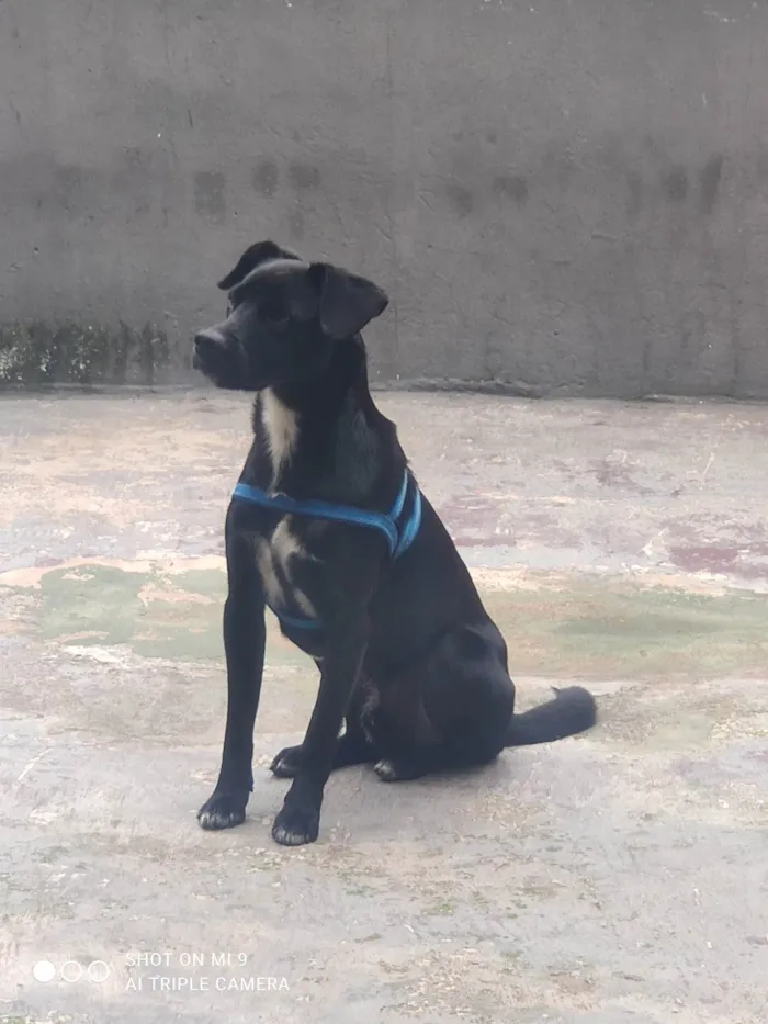 Cachorro ra a SRD-ViraLata idade 2 anos nome Pretinho