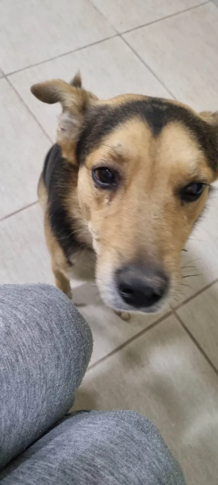 Cachorro ra a SRD-ViraLata idade 3 anos nome Procura-se o Tutor - cachorro encontrado no Taboão da Serra - Dócil - Está muito triste e sem se alimentar - pede carinho o tempo todo