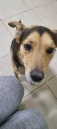 Procura-se o Tutor - cachorro encontrado no Taboão da Serra - Dócil - Está muito triste e sem se alimentar - pede carinho o tempo todo